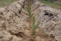 Шебекинский округ Белгородской области стал участником акции «Сад памяти»