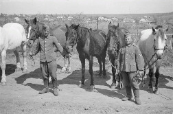 Два обер-ефрейтора 167-й немецкой пехотной дивизии с обозными лошадьми в оккупированном белгородском селе, 1943 год. Источник: http://waralbum.ru